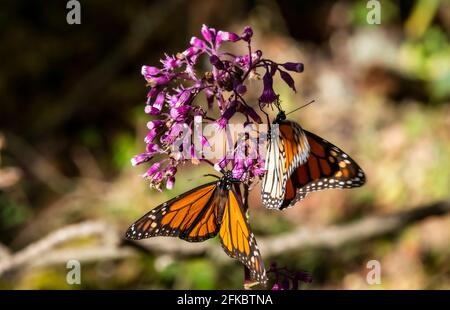 Nahaufnahme von Monarch-Schmetterlingen (Danaus plexippus), Monarch Butterfly Biosphere Reserve, UNESCO, El Rosario, Michoacan, Mexiko, Nordamerika Stockfoto