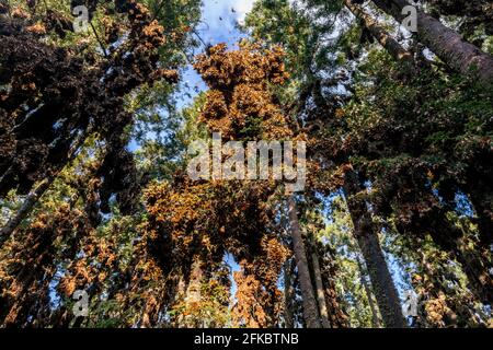 Millionen von Schmetterlingen, die Bäume bedecken, Monarch Butterfly Biosphere Reserve, UNESCO-Weltkulturerbe, El Rosario, Michoacan, Mexiko, Nordamerika Stockfoto