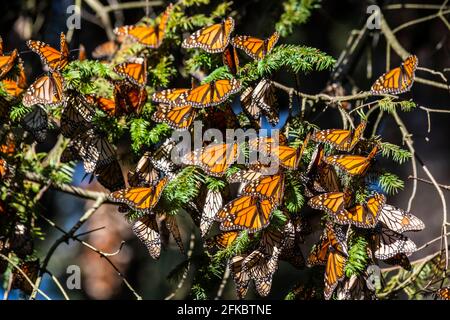 Millionen von Schmetterlingen, die Bäume bedecken, Monarch Butterfly Biosphere Reserve, UNESCO-Weltkulturerbe, El Rosario, Michoacan, Mexiko, Nordamerika Stockfoto