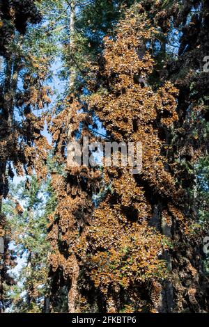 Millionen von Schmetterlingen, die Bäume bedecken, Monarch Butterfly Biosphere Reserve, UNESCO-Weltkulturerbe, El Rosario, Michoacan, Mexiko, Nordamerika Stockfoto