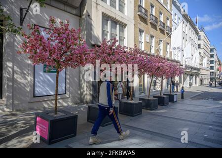 London, Großbritannien. 30. April 2021. National Trust und Bond Street feiern gemeinsam die Blütezeit mit einer Ausstellung in der New Bond Street, die mit #BlossomWatch gekennzeichnet ist. Quelle: Malcolm Park/Alamy Live News.