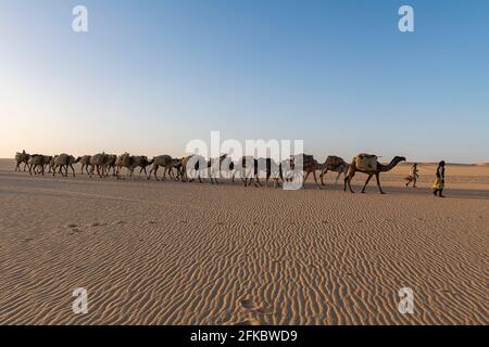 Salzkarawane transportiert Salz durch die Wüste, Oasis Fachi, Tenere Wüste, Niger, Westafrika, Afrika Stockfoto