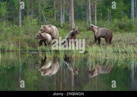 Eurasischer Braunbär (Ursus arctos arctos) und Jungtiere, Kuhmo, Finnland, Europa