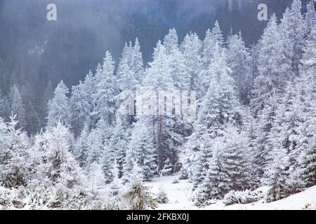 Ceahlau Massiv im Winter, Ostkarpaten, Neamt County, Moldawien, Rumänien, Europa Stockfoto