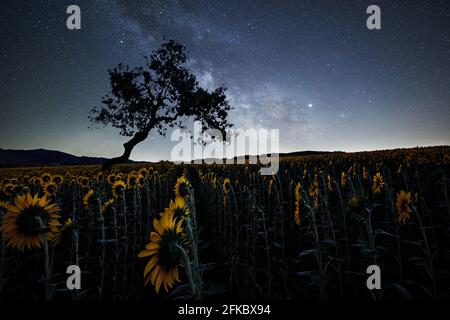 Milchstraße über einem Sonnenblumenfeld mit einer gebogenen Baumsilhouette, Emilia Romagna, Italien, Europa Stockfoto