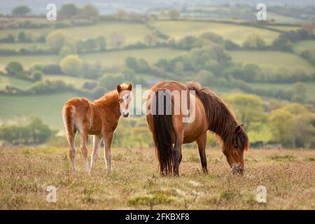 Mutter und Fohlen Dartmoor Ponys grasen auf dem Moor, Dartmoor National Park, Devon, England, Vereinigtes Königreich, Europa Stockfoto