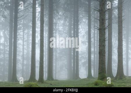 Nebliger Wintermorgen in einem Nadelwald in der Nähe des Fernworthy Reservoir, Dartmoor, Devon, England, Großbritannien, Europa Stockfoto