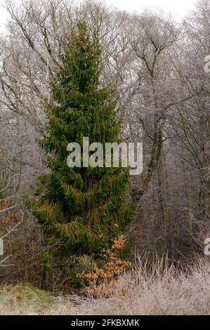 Wald und die ganze Schönheit des morgendlichen Frosts im frühen Winter, Herbstfröste auf dem Gras und den Bäumen. Neu Stockfoto