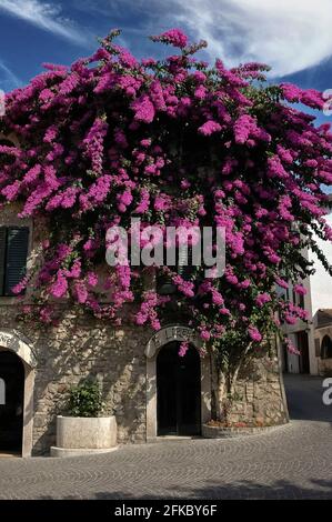 Bougainvillea glabra oder Lesser Bougainvillea / Paperflower gedeiht in der Sommerhitze am südlichen Ufer des Gardasees in der Lombardei, Italien. Blühende Exemplare des immergrünen Kletterstrauch können bis zu 9 m (30 ft) hoch werden, und dieses spektakuläre Exemplar ‘„explodiert“ aus einem Gebäude auf der Piazza Porto Valentino im historischen Zentrum von Sirmione ist schon seit Jahrzehnten eine beliebte Touristenattraktion. Die magentafarbenen, purpurroten oder rosafarbenen Farben stammen eher von blattartigen, papierartigen (modifizierten) Blättern als von den Blüten der Pflanze, die minutiösen und weißen Farben haben. Stockfoto