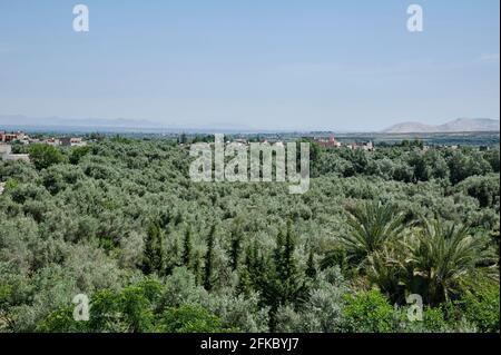 Blick auf die Olivenplantagen im Ourika-Tal, wunderschöne ländliche Landschaft mit großer Sicht auf das Atlasgebirge und seltene Dörfer Stockfoto