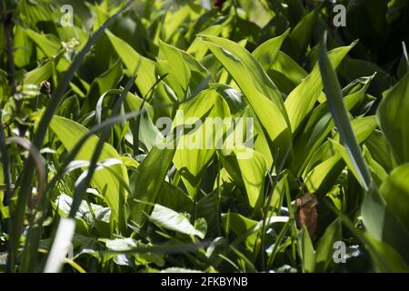 Lily Of The valley Stockfoto