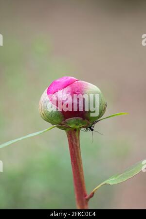 Geschlossene Blütenknospe von Paeonia broteroi, Paeonia broteri, Wildpeony, noch nicht blühend, Ronda, Andalusien, Südspanien Stockfoto