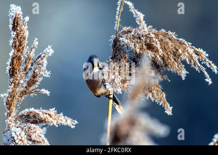 Bartreedling (Panurus biarmicus) männlich Foto: Ola Jennersten / TT / Code 2754 Stockfoto