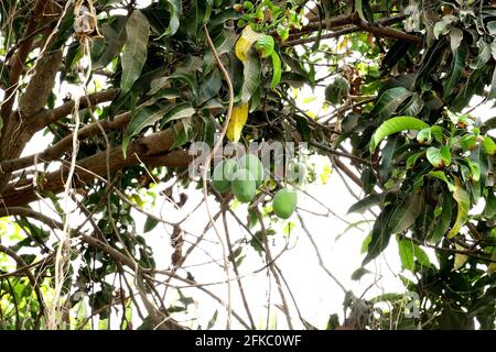Die frische und unreife grüne Mango auf einem Baum Stockfoto