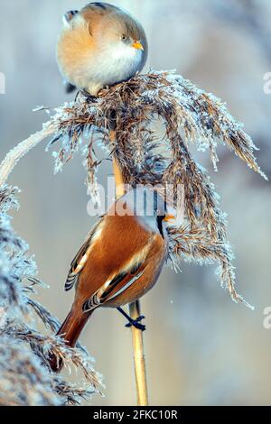 Bartreedling (Panurus biarmicus) männlich Foto: Ola Jennersten / TT / Code 2754 Stockfoto