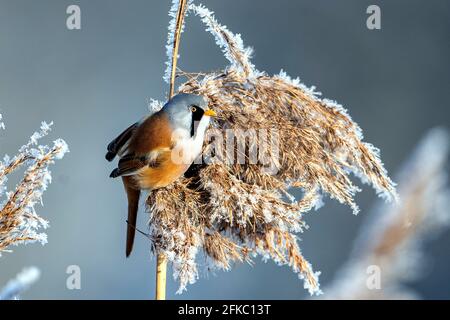 Bartreedling (Panurus biarmicus) männlich Foto: Ola Jennersten / TT / Code 2754 Stockfoto