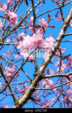 Prunus sargentii eine frühlingsblühende Kirschbaumpflanze mit rosa Blütenblüten in der Frühjahrssaison, die allgemein als Sargent-Kirsche bekannt ist Stockfoto