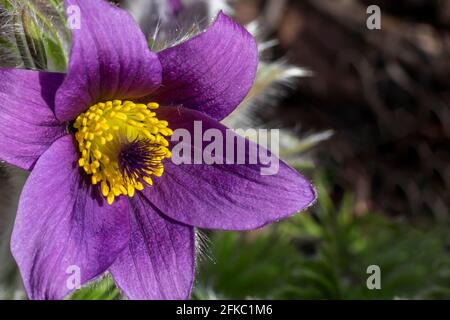 Pulsatilla vulgaris eine purpurrote Frühlingsblüte, die allgemein als Passaflor oder Wiesenanemone bekannt ist und im März und April blüht Stockfoto