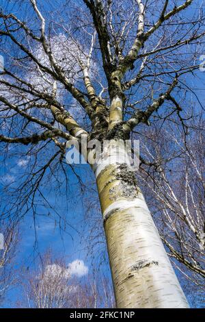 Betula utilis Baum im Winter mit einem blauen Himmel, der allgemein als Himalaya Birke bekannt ist und eine weiße Rinde hat, Stock Foto Bild
