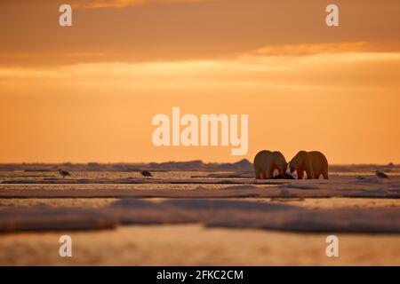 Zwei Eisbären mit abgetöteten Robben. Weißbär füttert auf Drift-Eis mit Schnee, Svalbard, Norwegen. Blutige Natur mit großen Tieren. Gefährliche baer mit Auto Stockfoto