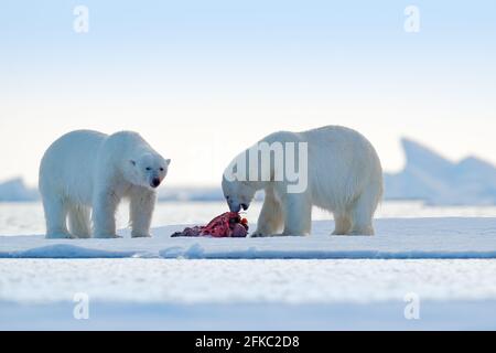 Zwei Eisbären mit abgetöteten Robben. Weißbär füttert auf Drift-Eis mit Schnee, Svalbard, Norwegen. Blutige Natur mit großen Tieren. Gefährliche baer mit Auto Stockfoto