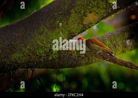 Rotflügelspecht, Piculus simplex, brauner Vogel mit rotem Gesicht aus Costa Rica. Specht mit gelbem Kamm und rotem Gesicht, sitzt auf dem Baum. W Stockfoto