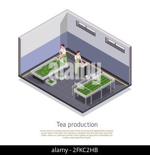 Moderne Tee-Produktionsanlage isometrische Zusammensetzung mit Grading und Oxidation Geerntete Blätter verarbeiten beschreibenden Text Vektor Illustration Stock Vektor