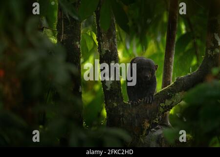 Tayra, Eira barbara, Allesfresser aus der Wieselfamilie. Tayra versteckt im tropischen Wald, sitzt auf dem grünen Baum. Wildtierszene aus der Natur, C Stockfoto