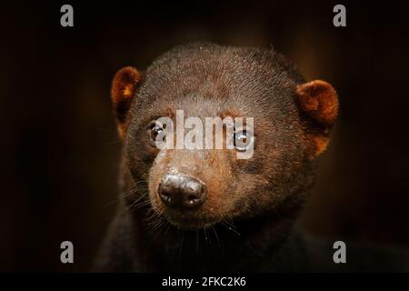 Tayra, Eira barbara, allesfressendes Tier aus der Wieselfamilie. Tayra versteckt in einem tropischen Wald, detailreiche Nahaufnahme Porträt. Wildtierszene aus der Natur, Co Stockfoto