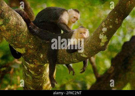 Kapuziner mit weißem Kopf, Cebus capucinus, schwarze Affen, die im dunklen tropischen Wald auf dem Baumzweig sitzen, Tiere im natürlichen Lebensraum, Tiere Stockfoto