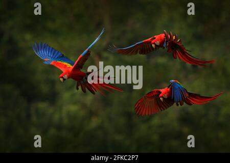 Ara Papagei fliegen in dunkelgrüner Vegetation mit schönen Rücken Licht und regen. Scharlach-Ara, Ara macao, im tropischen Wald, Costa Rica. Wildlife sc Stockfoto