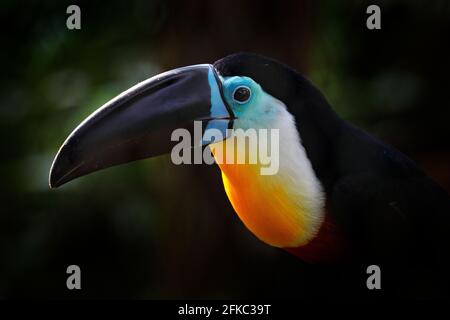 Rumphastos vitellinus, ein Kanallukan, der auf dem Ast im tropischen grünen Dschungel in Brasilien sitzt. Detail Porträt von Tukan. Tropischer Vogel versteckt in Stockfoto