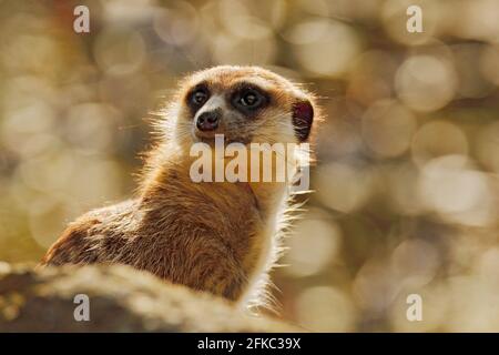 Süßes Erdmännchen, Suricata suricatta, sitzend auf dem Baumstamm auf der weißen Blumenwiese, Namibia. Schönes Tier in der Natur Lebensraum. Wildtierszene Fr. Stockfoto