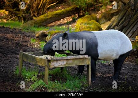 Tapir in der Natur. Malaiisch-asiatischer Tapir tapirus indicus, in grüner Vegetation. Tapir-Fütterung, Malaysia. Wildtierszene aus tropischer Natur. Detail portra Stockfoto