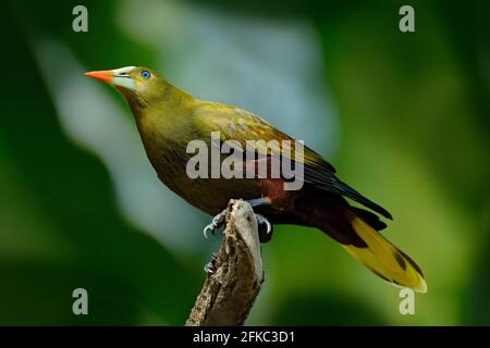 Grüner Oropendola, Psarocolius viridis, tropischer Vogel mit weißem Schnabel und blauem Auge. Porträt eines exotischen Vogels aus Brasilien, klar grüner Hintergrund. Wildtiere Stockfoto