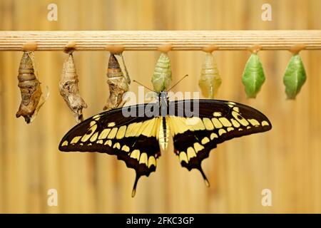 Schmetterling mit Puppen der Chrysalis. Riesenschwallschwanz, Papilio thoas nealces, wunderschöner Schmetterling aus Mexiko, der in der Natur auf den Blättern sitzt. insektenbir Stockfoto