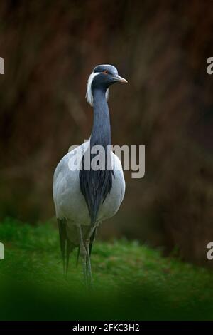 Demoiselle Kranich, Anthropoides jungfrau, Vogel versteckt im Gras am Wasser. Detail Porträt von schönen Kran. Vogel in grüner Natur Lebensraum, Indien Stockfoto