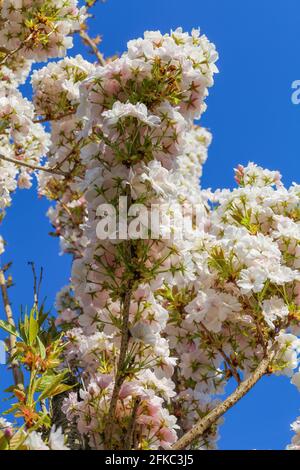 Low-Angle-Ansicht auf isoliert wild weiß und wenig rosa Kirschblütenbaum (prunus avium) Gegen dunkelblauen wolkenlosen klaren Himmel Stockfoto