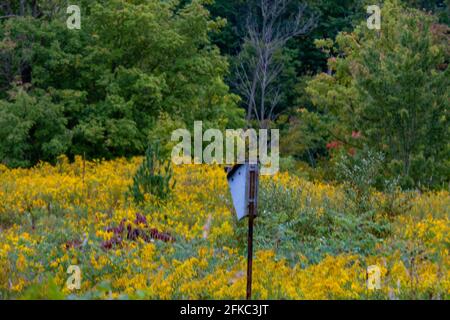 Frühlingslandschaftspanorama mit blühenden Blumen auf der Wiese. Weiße Kamille und violette Bluebells blühen auf dem Feld. Sommerpanorama der Blüte Stockfoto