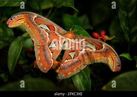 Großer Schmetterling im dunklen Wald. Schöner großer Schmetterling, Riesenatlas Moth-aka, Attacus Atlas in Habitat, Indien. Wildtiere aus Asien. Stockfoto