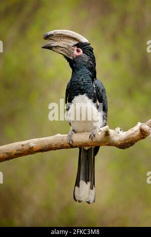 Trompeter-Hornschnabel, Bycanistes Bucinator, Vogel mit großem Schnabel, gewöhnlicher Bewohner der tropischen immergrünen Wälder von Burundi und Mosambik. Wildlife sc Stockfoto