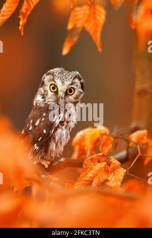 Eule in den orangen Blättern versteckt. Borealkauz mit großen gelben Augen im Herbstwald in Mitteleuropa. Detail Porträt des Vogels in der Natur Lebensraum Stockfoto