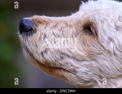 Nahaufnahme des Kopfes (Seitenansicht) Von einem niedlichen beigefarbenen Labradoodle Hund Stockfoto