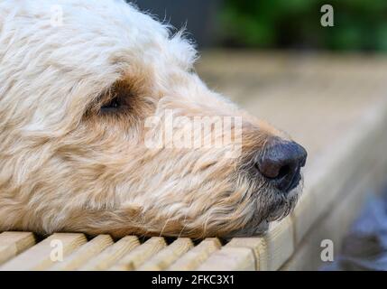 Nahaufnahme des Kopfes (Seitenansicht) des niedlichen beigen Labradoodle Hundes, der sich auf einer Holzterrasse niederlegt Stockfoto