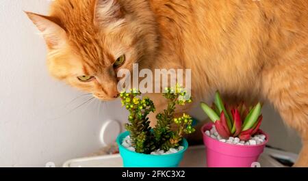 Nahsicht auf ein paar bunte und kleine Sukulenten in ihren Töpfen, die von einer neugierigen Ingwerkatze untersucht werden. Auf einem Tisch platziert. Aufgenommen Stockfoto