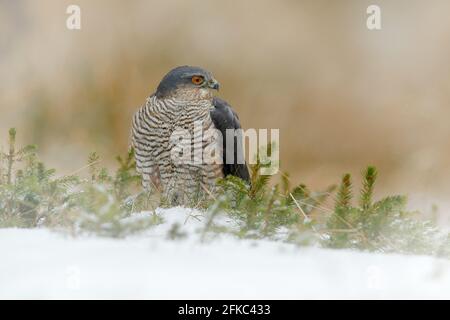 Der eurasische Sperber, Accipiter nisus, sitzt auf dem Schnee im Wald mit dem gefangenen singvögel. Wildtiere Tier aus der Natur. Vogel im Winter Stockfoto