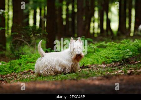 Netter Hund, der im dunklen Wald verloren ist. White Scottish Terrier, sitzt auf Schotterstraße mit grünen Blättern im Frühjahr, Baumwald im Hintergrund. Heimanim Stockfoto