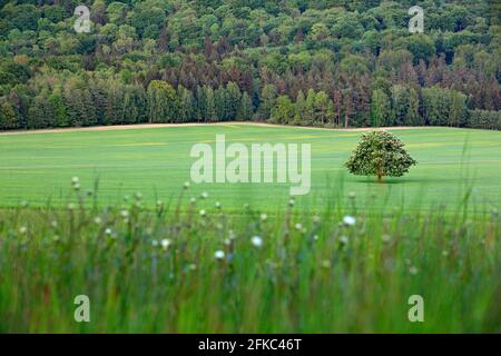 Einsamer Kastanienbaum, mit weißer Blüte, auf der Wiese, mit dunklem Wald im Hintergrund. Landschaft aus der tschechischen Natur. Stringzeit, Baum mit weißem Buh Stockfoto