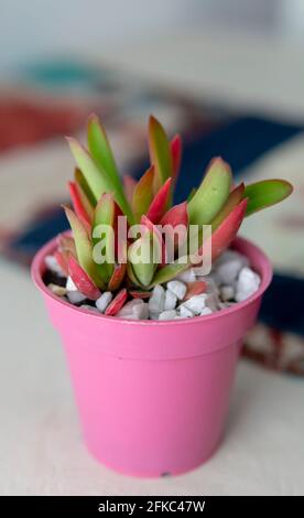 Nahansicht einer kleinen bunten Sukkulente in einem kleinen rosa Topf. In Innenräumen auf einem Tisch platziert. Stockfoto