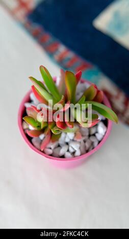 Nahansicht einer kleinen bunten Sukkulente in einem kleinen rosa Topf. In Innenräumen auf einem Tisch platziert. Stockfoto